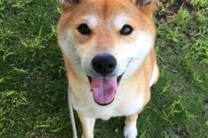 キツネ顔とタヌキ顔、その特徴とあなたはどっち？
