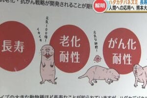 寿命がない生き物、その不思議な存在とメカニズム