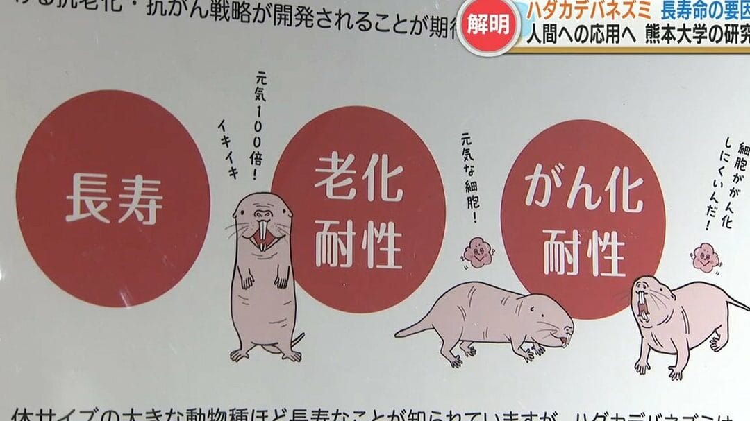 寿命がない生き物、その不思議な存在とメカニズム 1 e5afbfe591bde3818ce381aae38184e7949fe3818de789a9e38081e3819de381aee4b88de6809de8adb0e381aae5ad98e59ca8e381a8e383a1e382abe3838be382ba