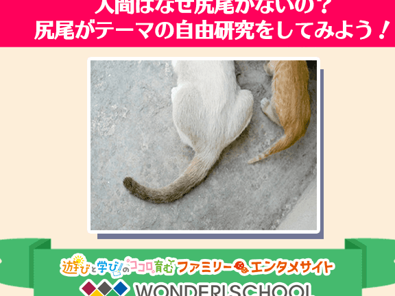 尻尾がない動物、その種類と進化 1 e5b0bbe5b0bee3818ce381aae38184e58b95e789a9e38081e3819de381aee7a8aee9a19ee381a8e980b2e58c96