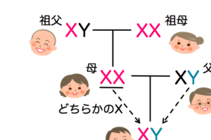 母方の祖父がフサフサ、その遺伝と対策