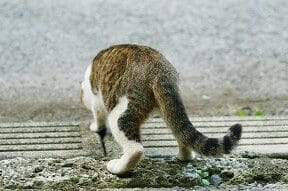 猫がおしりふりふり、その謎と可愛い理由